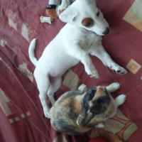 Chipie et sa copine praline