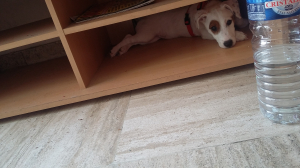 J'adore me cacher dans les armoires - Jack Russell Terrier