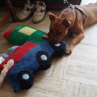 Photo #276703 de Chipie