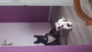 Chipie et son copain luky qu'il et lui aussi venu passer un séjour a la maison - Jack Russell Terrier