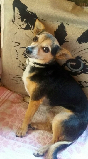bonjours - Chihuahua