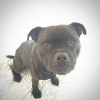 Photo #276768 de Bumper