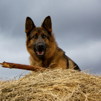 Photo #276865 de Ness