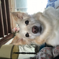Photo #276969 de Noisette