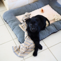 Photo #277008 de Nirra