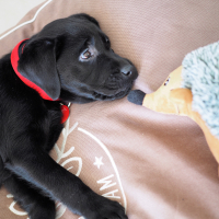 Photo #277009 de Nirra
