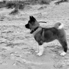 Hatchi à la plage 