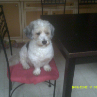 Photo #277042 de PIF