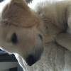 Photo #277077 de Nash