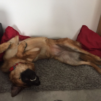 Photo #277153 de Ozvan