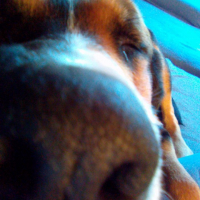 Photo #277225 de LUCKY