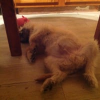 Position dodo 