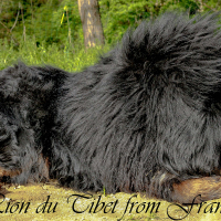 Photo #277296 de MOPA des lion du tibet