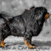 Photo #277297 de MOPA des lion du tibet
