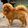 Photo #277301 de ERMEI DES LION DU TIBET