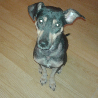 Photo #277387 de Holie