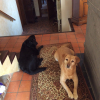 Photo #277399 de Jazz et java