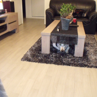 Photo #277444 de Jipsy