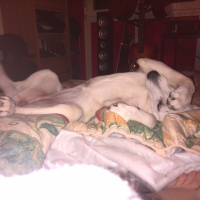 Photo #277454 de Jipsy