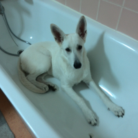 Photo #277455 de Jipsy