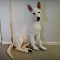 Photo #277460 de Jipsy
