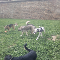 Photo #277587 de BOLDEUR