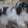 Lutine, petite Havanaise bicolore, blanche et noire