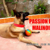 Passion du Malinois