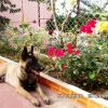 Mon chien VOX dans le jardin