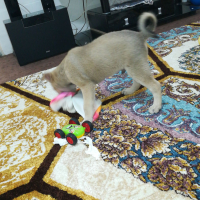 Photo #277829 de OTIS
