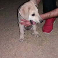 Photo #277830 de OTIS