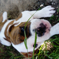 Photo #277837 de Calista