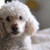 Photo #277859 de Maya