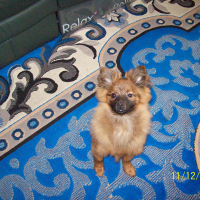 Photo #277887 de TINA