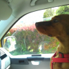 Cooky en voiture , regarde la route