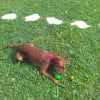 Cooky dans le jardin , joue avec sa balle