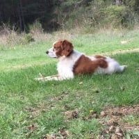 Photo #277942 de Benji