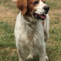 Photo #277943 de Benji
