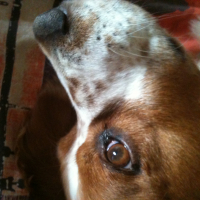 Photo #277946 de Benji