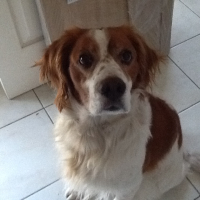 Photo #277947 de Benji