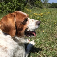 Photo #277956 de Benji