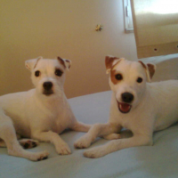 Photo #277986 de Chipie