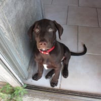 Photo #277991 de Obélix de Bory