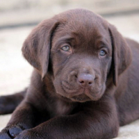 Photo #278056 de OUCHKA
