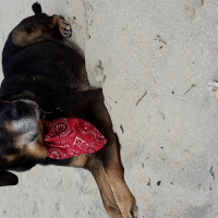 Photo #278168 de Gipsy