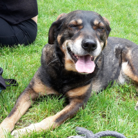 Photo #278169 de Gipsy