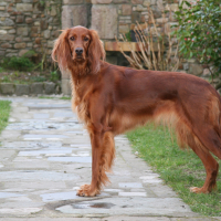 Photo #278183 de DIXIE
