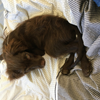 Photo #278200 de Vaiana 