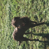Photo #278220 de Vaiana 