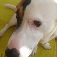 Photo #278403 de JANGO